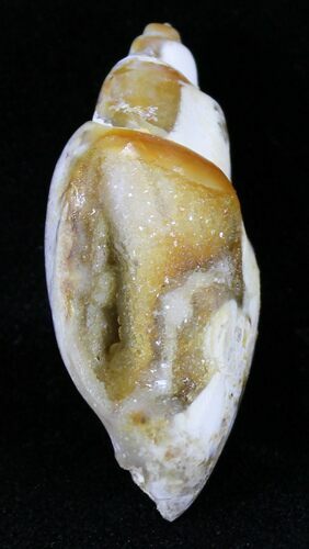 Chalcedony Replaced Gastropod Fossil With Druzy Quartz #29338